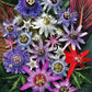Passion Flowers, amazing colours, fun and easy to grow, gift for him and her, home decor, gardening, mother's day, can be grown in all zones