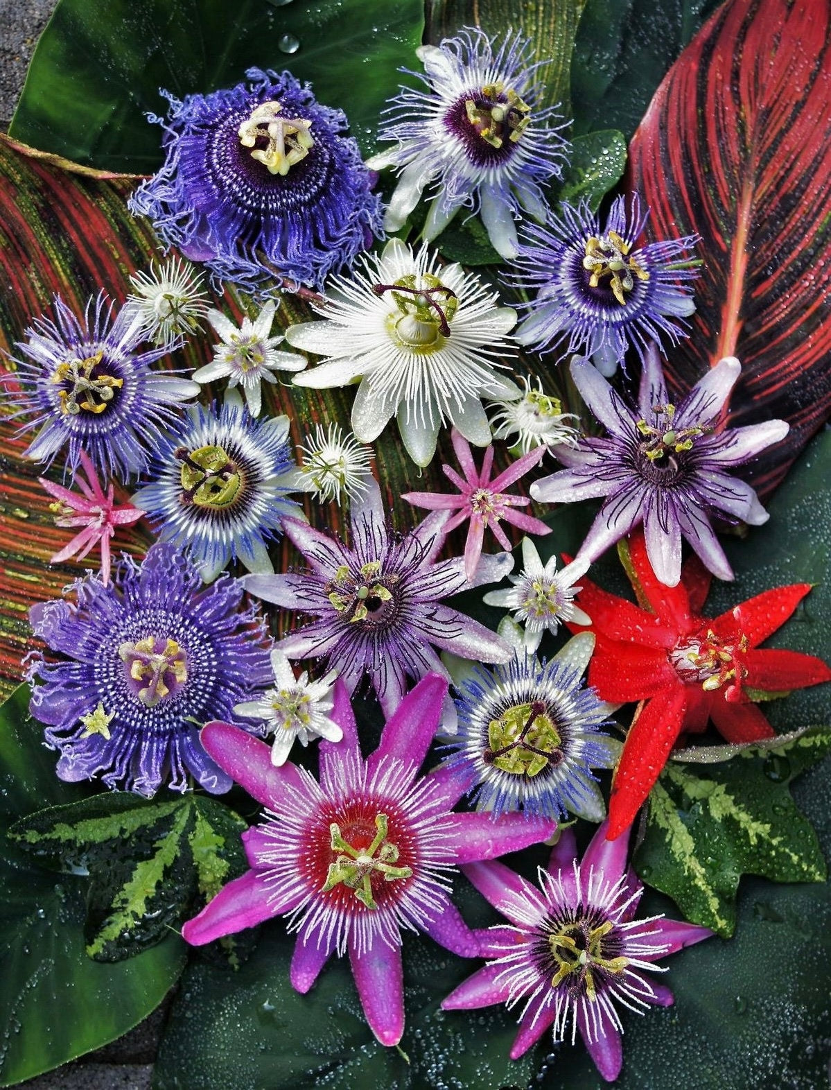 Passion Flowers, amazing colours, fun and easy to grow, gift for him and her, home decor, gardening, mother's day, can be grown in all zones