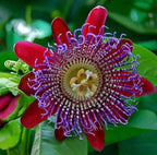 10 Different Passion Flower variety seeds, easy to grow, Passiflora, perfect gift for him and her, gardening, luxury garden package, EU