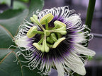 Passion Flowers, amazing colours, fun and easy to grow, gift for him and her, home decor, gardening, mother's day, can be grown in all zones
