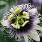 Passion Flowers, amazing colours, fun and easy to grow, gift for him and her, home decor, gardening, mother's day, can be grown in all zones