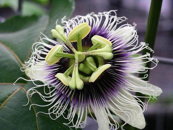 Passion Flowers, amazing colours, fun and easy to grow, gift for him and her, home decor, gardening, mother's day, can be grown in all zones