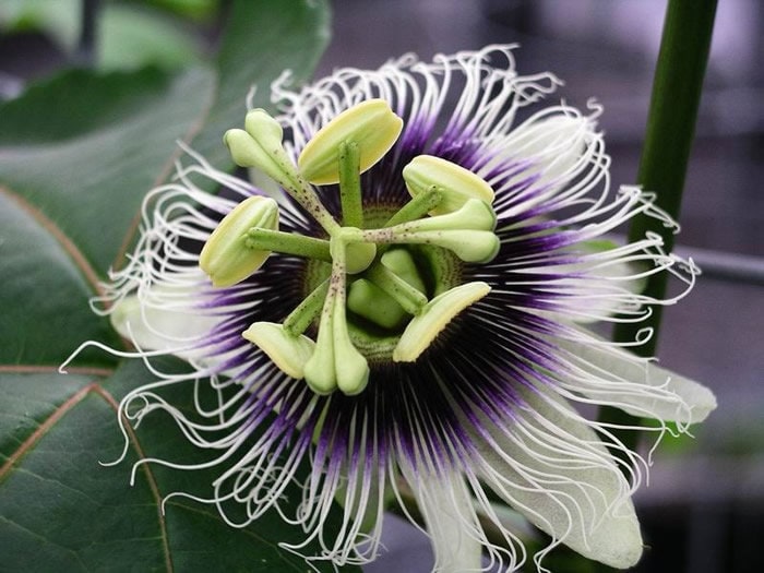 Passion Flowers, amazing colours, fun and easy to grow, gift for him and her, home decor, gardening, mother's day, can be grown in all zones