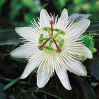 10 Different Passion Flower variety seeds, easy to grow, Passiflora, perfect gift for him and her, gardening, luxury garden package, EU