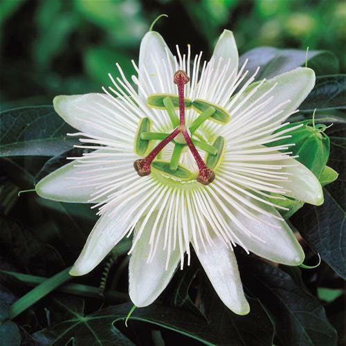 Passion Flowers, amazing colours, fun and easy to grow, gift for him and her, home decor, gardening, mother's day, can be grown in all zones