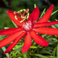 Passion Flowers, amazing colours, fun and easy to grow, gift for him and her, home decor, gardening, mother's day, can be grown in all zones