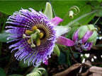10 Different Passion Flower variety seeds, easy to grow, Passiflora, perfect gift for him and her, gardening, luxury garden package, EU
