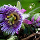 Passion Flowers, amazing colours, fun and easy to grow, gift for him and her, home decor, gardening, mother's day, can be grown in all zones