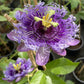Passion Flowers, amazing colours, fun and easy to grow, gift for him and her, home decor, gardening, mother's day, can be grown in all zones