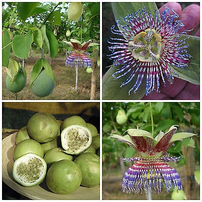 10 Different Passion Flower variety seeds, easy to grow, Passiflora, perfect gift for him and her, gardening, luxury garden package, EU