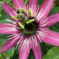 Passion Flowers, amazing colours, fun and easy to grow, gift for him and her, home decor, gardening, mother's day, can be grown in all zones