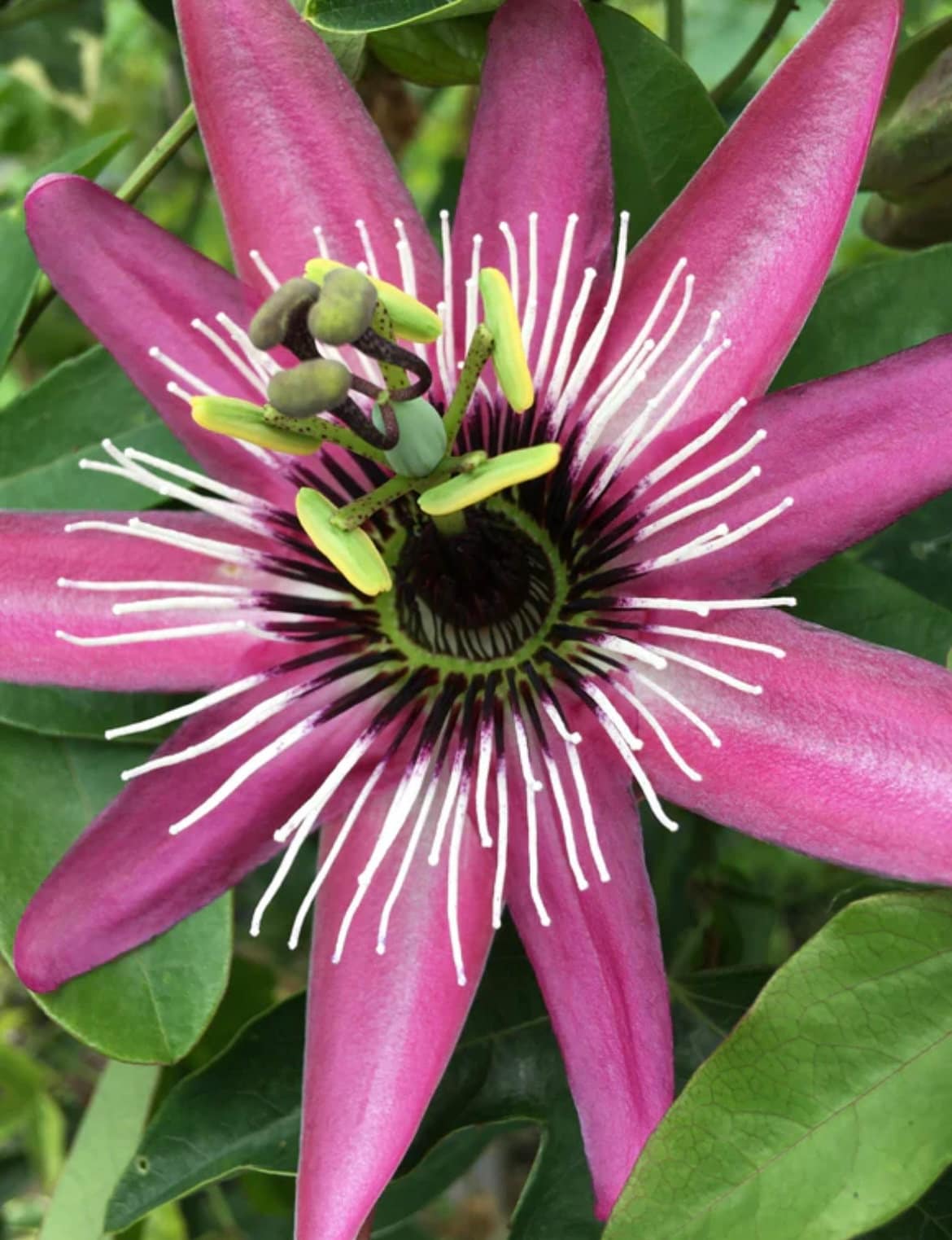Passion Flowers, amazing colours, fun and easy to grow, gift for him and her, home decor, gardening, mother's day, can be grown in all zones