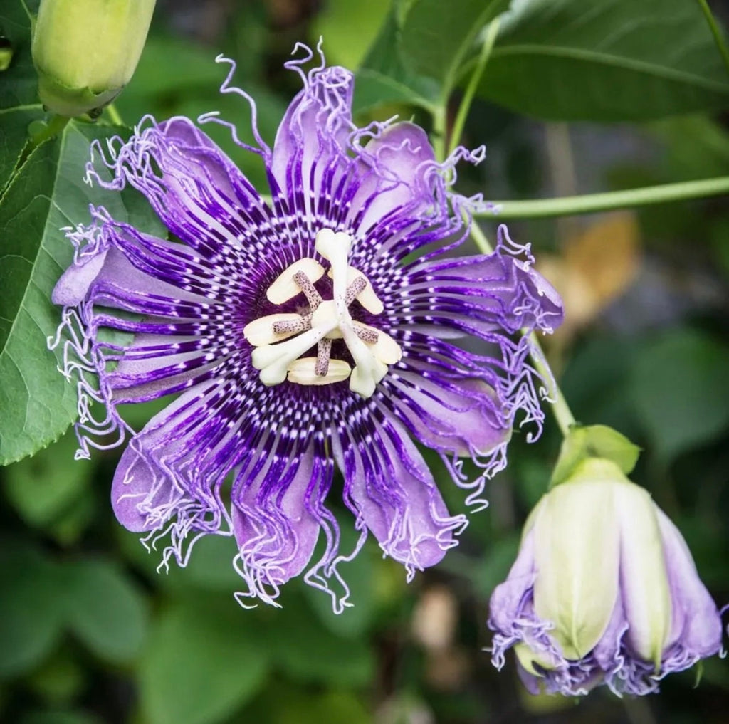 Purple Passion Flower seeds - passiflora - perfect gift for him and her - can be grown in all zones - home decor gift - gardening - organic
