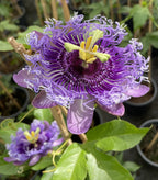 Purple Passion Flower seeds - passiflora - perfect gift for him and her - can be grown in all zones - home decor gift - gardening - organic