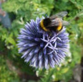 Echinops Blue Globe seeds, pollinator friendly attracts bees and butterflies, best gift for him and her, gardening, home decor gifts
