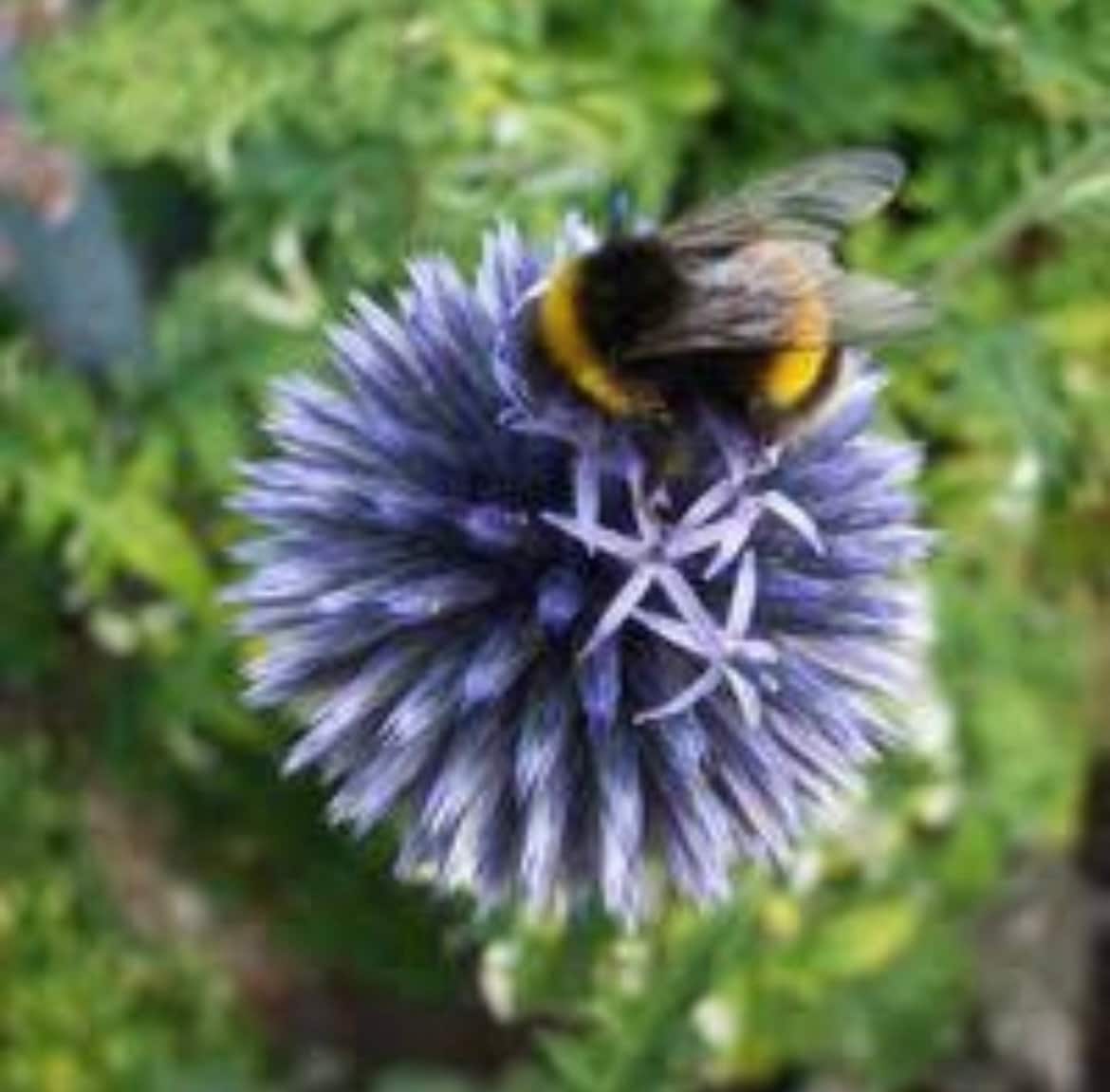 Echinops Blue Globe seeds, pollinator friendly attracts bees and butterflies, best gift for him and her, gardening, home decor gifts