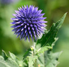 Echinops Blue Globe seeds, pollinator friendly attracts bees and butterflies, best gift for him and her, gardening, home decor gifts
