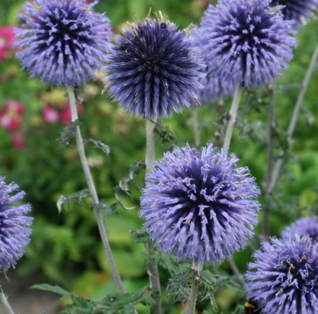 Echinops Blue Globe seeds, pollinator friendly attracts bees and butterflies, best gift for him and her, gardening, home decor gifts