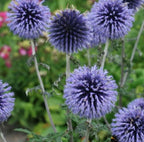 Echinops Blue Globe seeds, pollinator friendly attracts bees and butterflies, best gift for him and her, gardening, home decor gifts