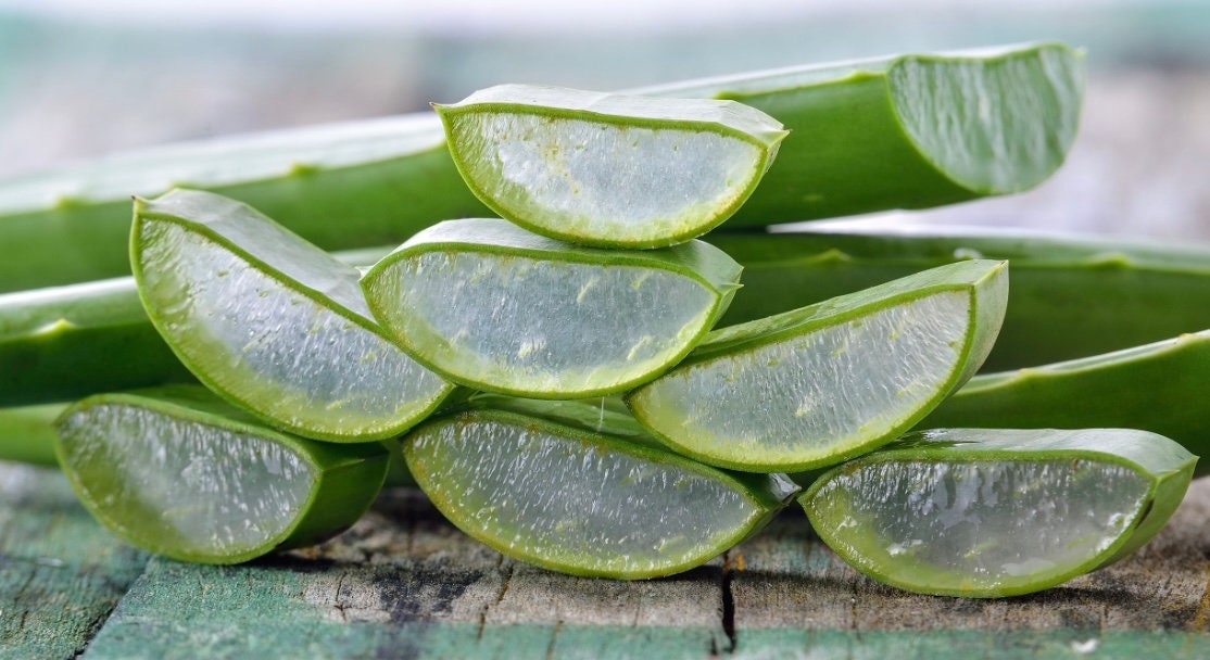 planting aloe vera seeds Aloe Vera Seeds – Helen's Greenhouse