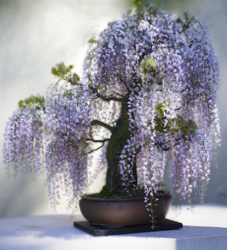 Purple Rain Wisteria Bonsai seeds, Purple and Blue flowers, fun & easy to grow, fast growing, perfect gift for him and her, kids love these