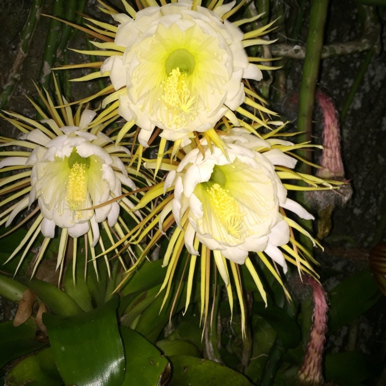 Queen of the Night Seeds: Flowering Succulent House Plant, DIY Gardening, Easy Care