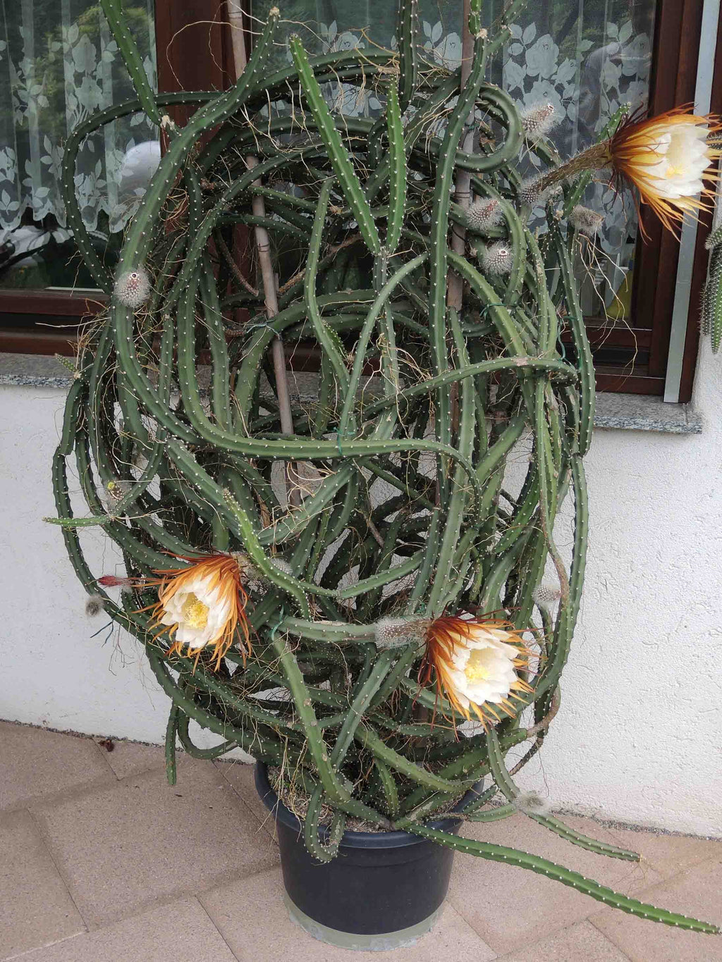 Queen of the Night Seeds: Flowering Succulent House Plant, DIY Gardening, Easy Care