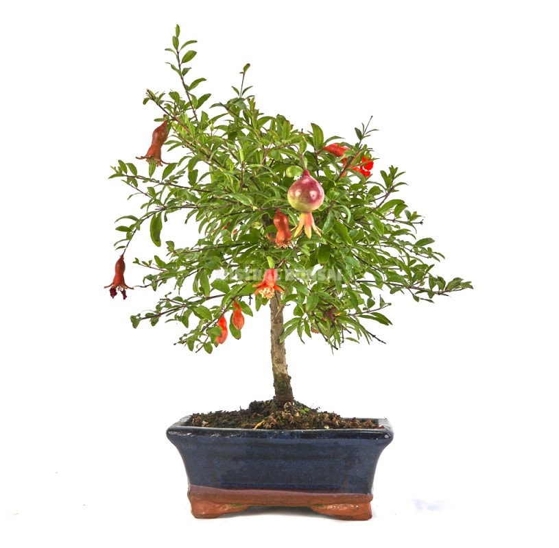 Dwarf Pomegranate bonsai seeds - Punica granatum nana - fun & easy to grow - perfect gift for him and her - home decor gifts - gardening