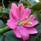 Passion Flowers, amazing colours, fun and easy to grow, gift for him and her, home decor, gardening, mother's day, can be grown in all zones