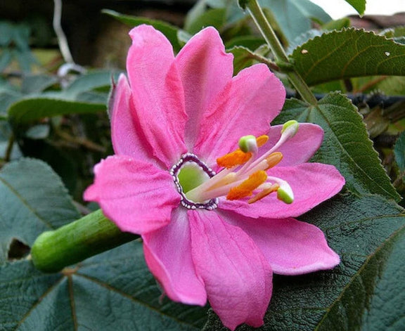 Passion Flowers, amazing colours, fun and easy to grow, gift for him and her, home decor, gardening, mother's day, can be grown in all zones