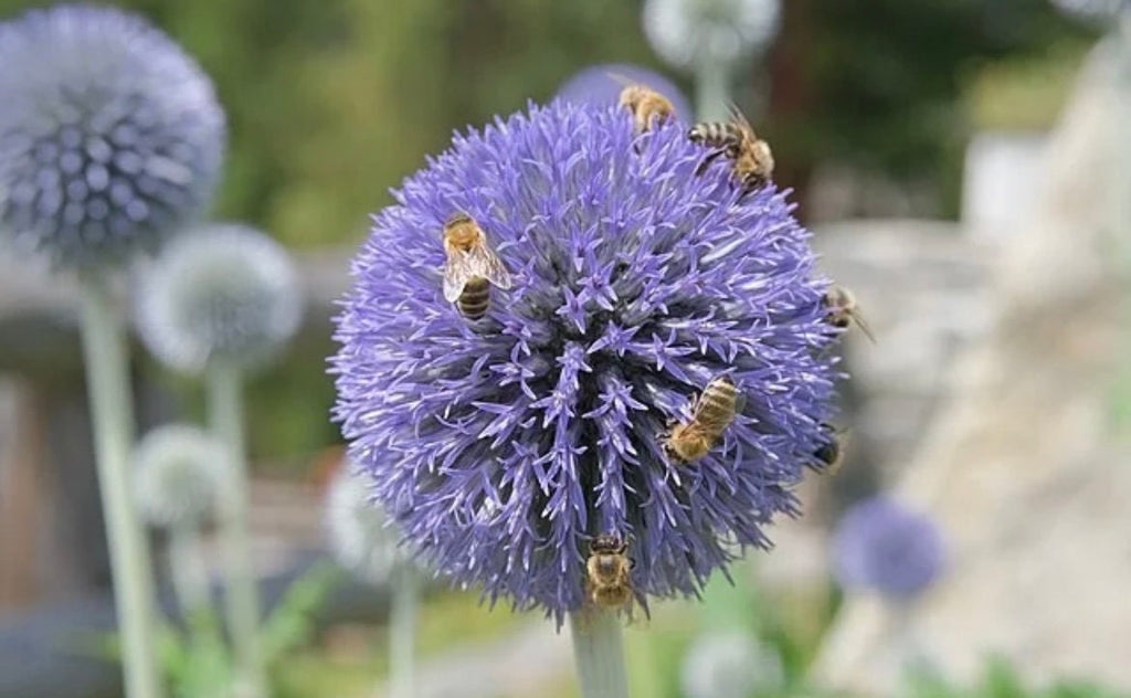 Echinops Blue Globe seeds, pollinator friendly attracts bees and butterflies, best gift for him and her, gardening, home decor gifts