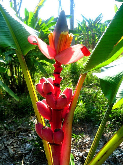 Kenia Banana Plant seeds, house plants, teacher gifts, best gift for him her, home decor, educational and fun, birthday, mothers fathers day