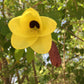 Yellow Orchid Tree seeds, house plants, best gift for him her, home decor, educational, birthday, mothers day fathers day, teacher gifts