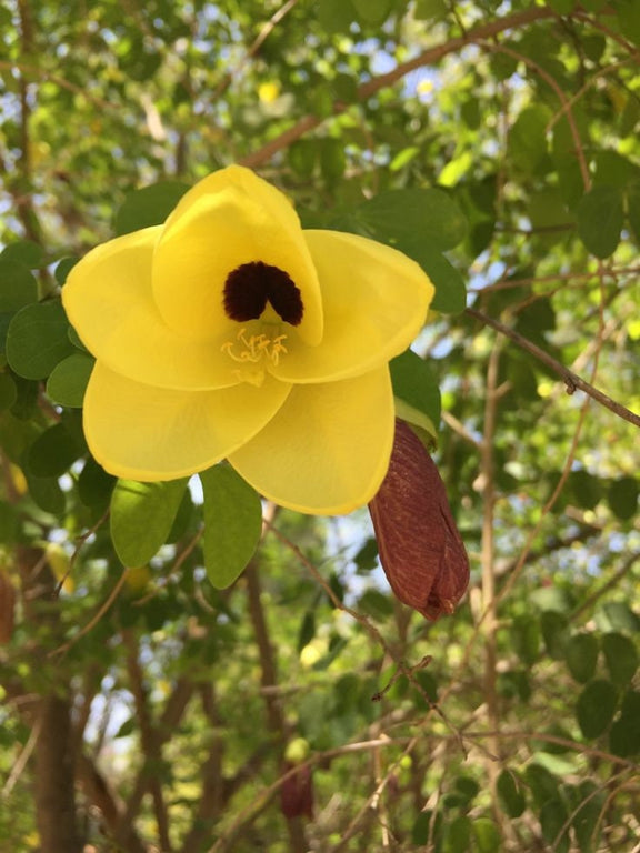 Yellow Orchid Tree seeds, house plants, best gift for him her, home decor, educational, birthday, mothers day fathers day, teacher gifts