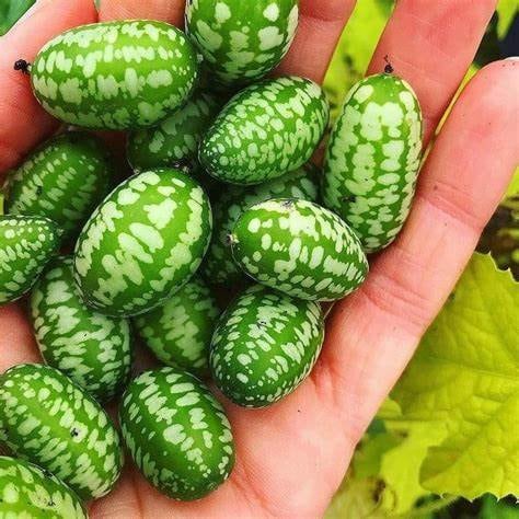 Mouse Melon seeds, teacher gifts, best gift for him & her, gardening, educational, birthday, mothers fathers day, fruit and vegetables