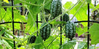 Mini Watermelon Seeds: Mouse Melon, DIY Fruit & Vegetables, Fun and Easy to Grow