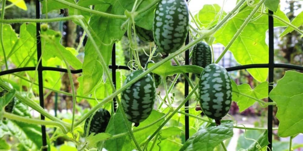 Mini Watermelon Seeds: Mouse Melon, DIY Fruit & Vegetables, Fun and Easy to Grow