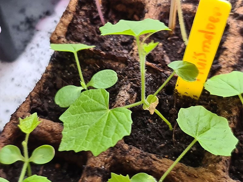 Mini Watermelon Seeds: Mouse Melon, DIY Fruit & Vegetables, Fun and Easy to Grow