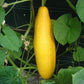 Yellow Cucumber seeds, amazing colour, easy to grow, best gift for him and her, gardening, home decor gifts flower plant