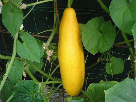 Yellow Cucumber Seeds: Organic Gardening, DIY Fruits & Vegetables