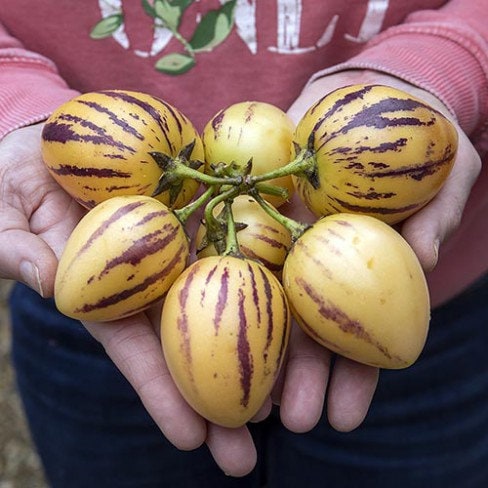 Pepino Melon Pear seeds, teacher gifts, best gift for him & her, gardening, educational, birthday, mothers fathers day, fruit and vegetables
