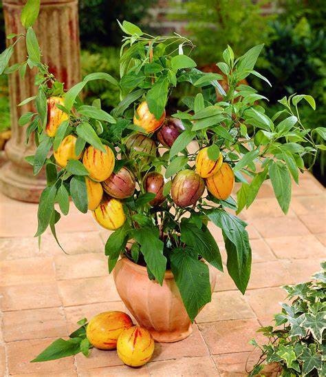 Pepino Melon Pear Seeds: Organic Gardening, Fruit & Vegetables, Superfood, Easy to Grow
