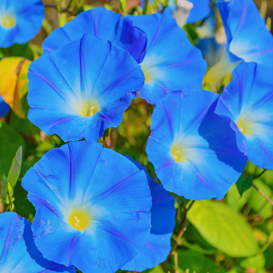 Clarks Blue Morning Glory seeds, amazing colour, easy to grow, best gift for him and her, gardening, home decor gifts flower plant