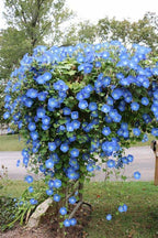 Clarks Blue Morning Glory seeds, amazing colour, easy to grow, best gift for him and her, gardening, home decor gifts flower plant