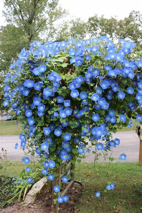 Clarks Blue Morning Glory seeds, amazing colour, easy to grow, best gift for him and her, gardening, home decor gifts flower plant