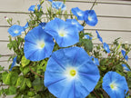 Clarks Blue Morning Glory seeds, amazing colour, easy to grow, best gift for him and her, gardening, home decor gifts flower plant