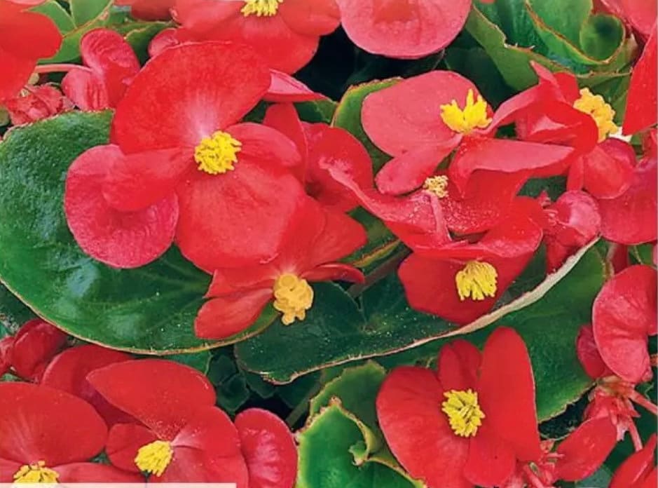 Begonia Red Comet seeds, fun and easy to grow, best gift for him and her, home decor, house plants, gardening, Birthday present