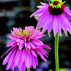 Pink Paradiso Super Duper seeds, Cone Flower, best gift for him her, home decor, Mothers Fathers Day, gardening, birthday, teacher gifts