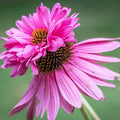 Pink Paradiso Super Duper seeds, Cone Flower, best gift for him her, home decor, Mothers Fathers Day, gardening, birthday, teacher gifts