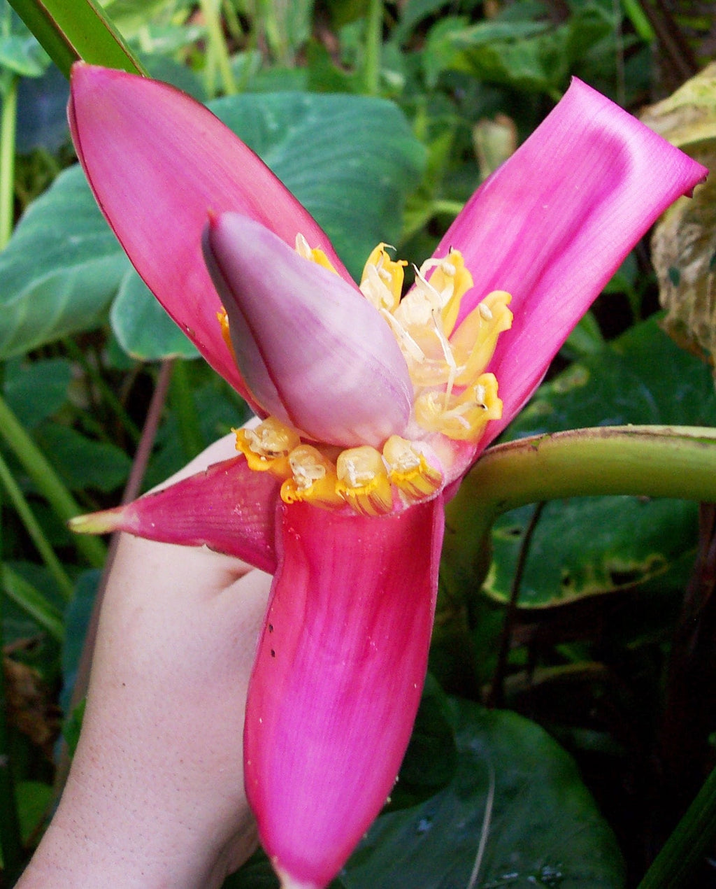 Kenia Banana Plant seeds, house plants, teacher gifts, best gift for him her, home decor, educational and fun, birthday, mothers fathers day